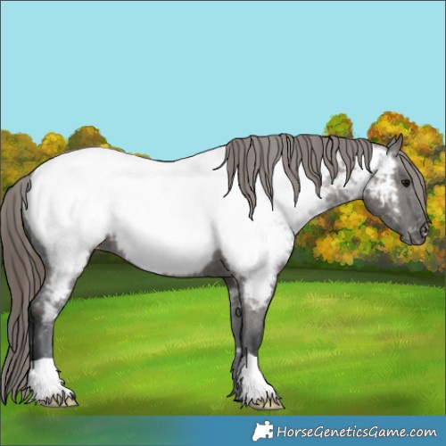 Horse Color:Grullo Appaloosa 