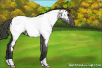 Horse Color:Grullo Appaloosa