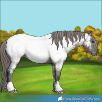 Horse Color:Grullo Appaloosa 