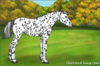 Horse Color:Black Appaloosa 