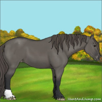 Horse Color:Grullo Appaloosa 