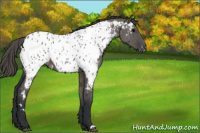 Horse Color:Grullo Appaloosa 