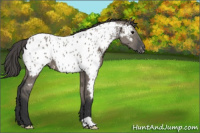 Horse Color:Grullo Appaloosa 
