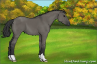Horse Color:Grullo