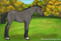 Horse Color:Grullo