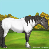 Horse Color:Grullo Appaloosa 