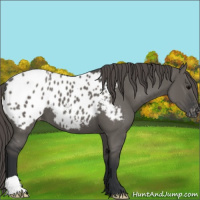 Horse Color:Grullo Appaloosa 