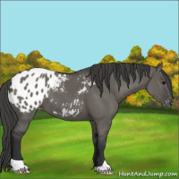 Horse Color:Grullo Appaloosa 