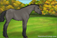 Horse Color:Grullo 