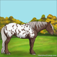 Horse Color:Silver Black Appaloosa 