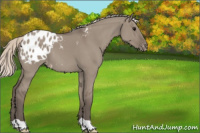 Horse Color:Silver Grullo Appaloosa 