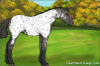 Horse Color:Grullo Appaloosa 