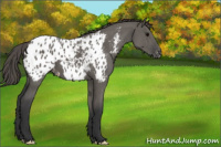 Horse Color:Grullo Appaloosa 