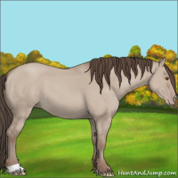 Horse Color:Classic Champagne Dun 