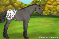 Horse Color:Grullo Appaloosa 