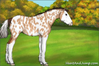 Horse Color:Bay Dun Splash Appaloosa 