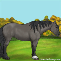 Horse Color:Grullo