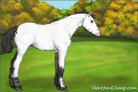 Horse Color:Grullo Appaloosa 