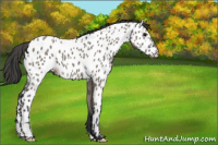 Horse Color:Grullo Appaloosa 