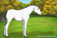 Horse Color:Grullo Near Fewspot 