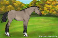 Horse Color:Brown Dun 