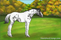 Horse Color:Black Tobiano Appaloosa Rabicano 