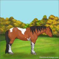 Horse Color:Bay Tobiano 