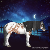 Horse Color:Brown Tobiano Appaloosa 