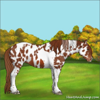 Horse Color:Chestnut Tobiano Appaloosa 