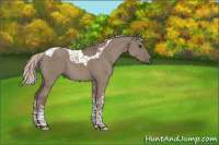Horse Color:Silver Grullo Tobiano 