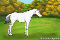 Horse Color:Bay Tobiano Appaloosa 