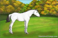 Horse Color:Bay Dun Tobiano Appaloosa 
