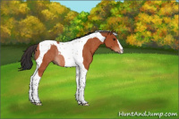 Horse Color:Bay Tobiano Rabicano