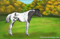 Horse Color:Grullo Tobiano Appaloosa 