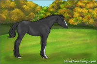 Horse Color:Black 