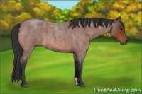 Horse Color:Bay Roan 