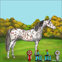 Horse Color:Bay Appaloosa