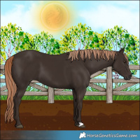 Horse Color:Liver Chestnut 