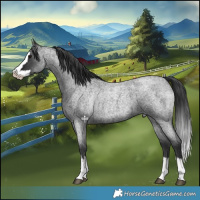 Horse Color:Blue Roan Splash 