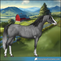 Horse Color:Blue Roan Splash 