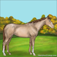 Horse Color:Buckskin Pearl 