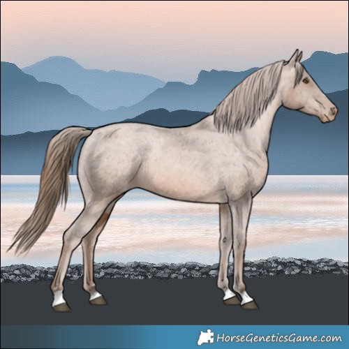 Horse Color:Brown Pearl Appaloosa 