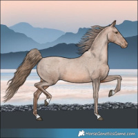 Horse Color:Brown Pearl Appaloosa 