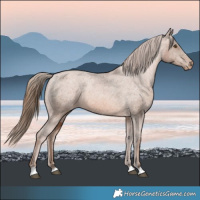 Horse Color:Brown Pearl Appaloosa