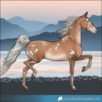 Horse Color:White Spotted Silver Brown Pearl 