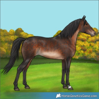 Horse Color:Brown 