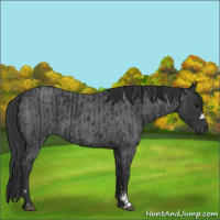 Horse Color:Black  and Blue Roan 