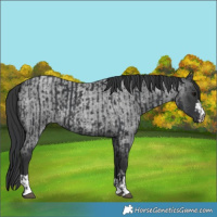 Horse Color:Black  and Blue Roan 