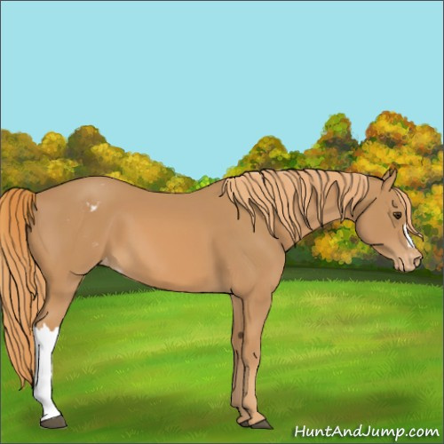 Horse Color:Chestnut Appaloosa