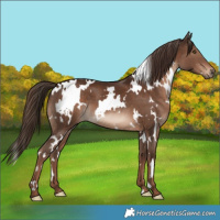 Horse Color:White Spotted Liver Chestnut 